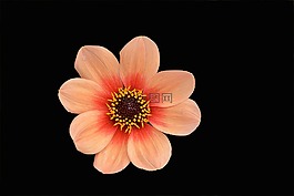 花,性質(zhì),花瓣
