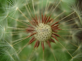 蒲公英,種子,夏天