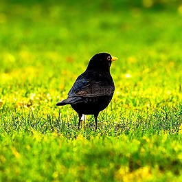 黑鳥,黑色,動物