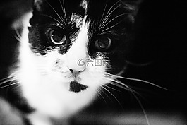 猫咪,肖像,可爱