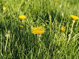 太陽,花,工廠