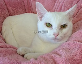 貓,動(dòng)物,貓的
