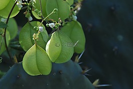 花,植物區(qū)系,性質(zhì)
