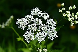 多年生植物,白色的花,ganguly