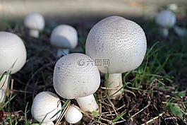 蘑菇,巴西蘑菇,白