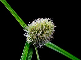 草,野草,開花
