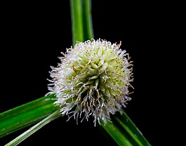 草,野草,開花
