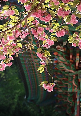 节,粉红色,鲜花