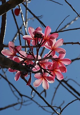 花,植物區(qū)系,性質(zhì)