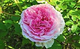夏季,玫瑰,鮮花