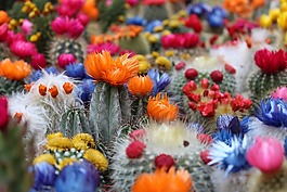仙人掌,花,植物
