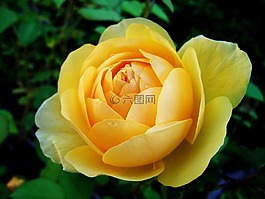玫瑰,黃玫瑰,夏天花