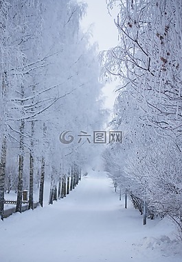 冬天,雪,路
