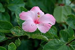 粉紅色,槿,花