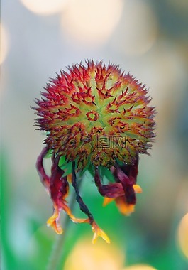 性質(zhì),花卉,植物