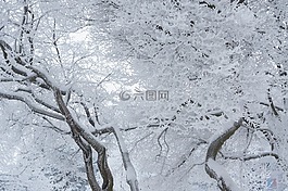 霜树,冬天,树