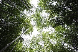 竹,天空,森林
