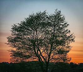 日落,晚上,橙