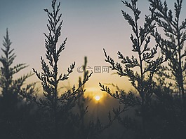 陽光,日出,樹