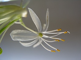 特写,花,蜘蛛植物绽放