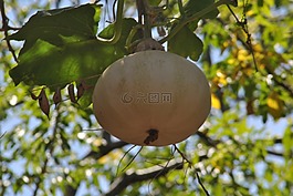 南瓜,植物區(qū)系,性質
