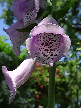 花,頂針,有毒