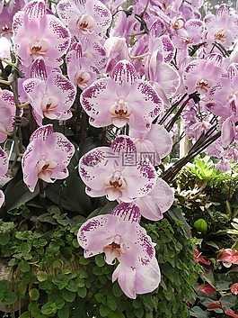 蘭花,花卉,粉紅色