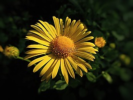 花,夏季花卉,黃花