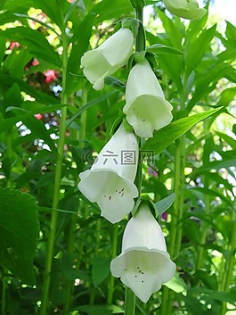 花,頂針,有毒