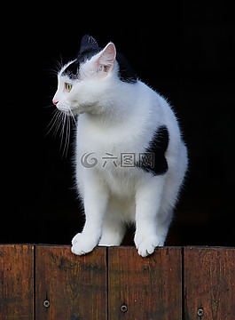 貓,國內(nèi)的貓,寵物