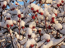 玫瑰果,野果,雪
