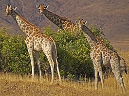 長頸鹿,納米比亞,野生動物園