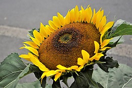 太陽(yáng)花,夏季,花