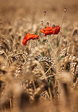 罌粟,klatschmohn,麥田