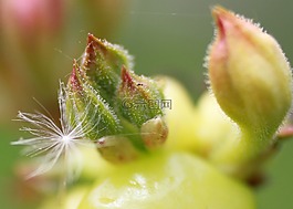 自然,芽,開花