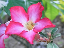 被邀请参观。,花,红色