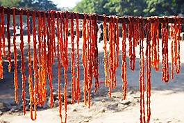 辣椒,缅甸,尖锐