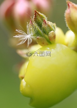 自然,芽,開花