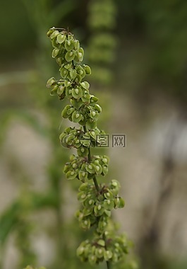 紅褐色,草地,花序