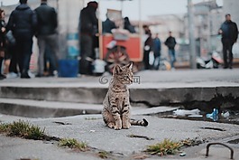 貓,寵物,動物