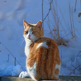 猫,公司annimal,双色