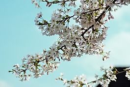 天空,科,分支機(jī)構(gòu)