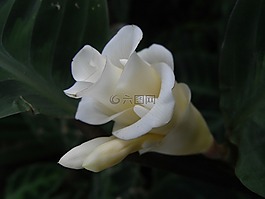 花,白,布卢姆