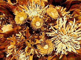 鮮花,花的,開花