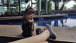 貓,動物,可愛