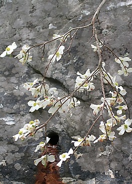 自然,芽,開花