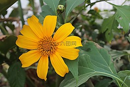 tithonia diversifolia,花,黄色