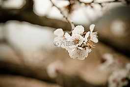 櫻桃花,春色,自然
