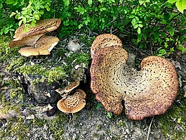 菌類,蘑菇,牛肝菌