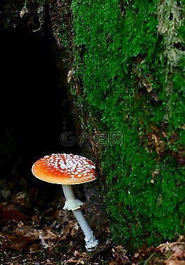 飛木耳,秋季,有毒